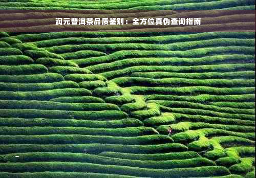 润元普洱茶品质鉴别：全方位真伪查询指南