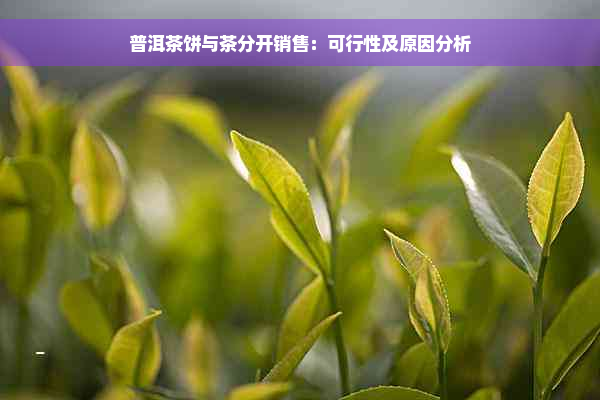 普洱茶饼与茶分开销售：可行性及原因分析