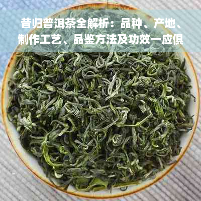 昔归普洱茶全解析：品种、产地、制作工艺、品鉴方法及功效一应俱全