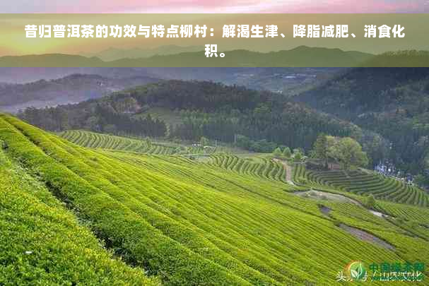 昔归普洱茶的功效与特点柳村：解渴生津、降脂减肥、消食化积。