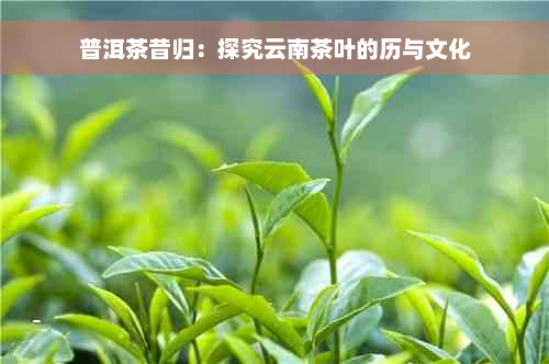 普洱茶昔归：探究云南茶叶的历与文化