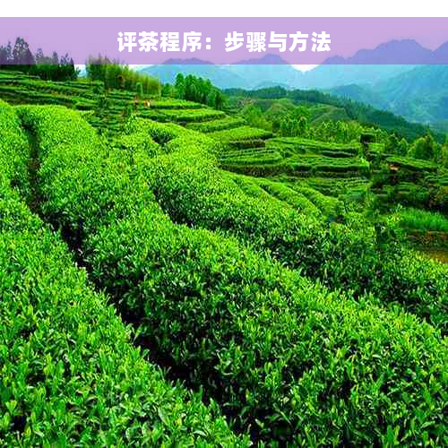 评茶程序：步骤与方法