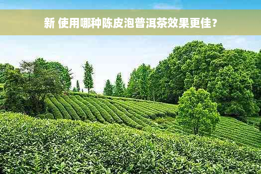 新 使用哪种陈皮泡普洱茶效果更佳？