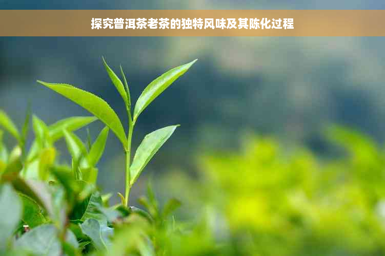 探究普洱茶老茶的独特风味及其陈化过程