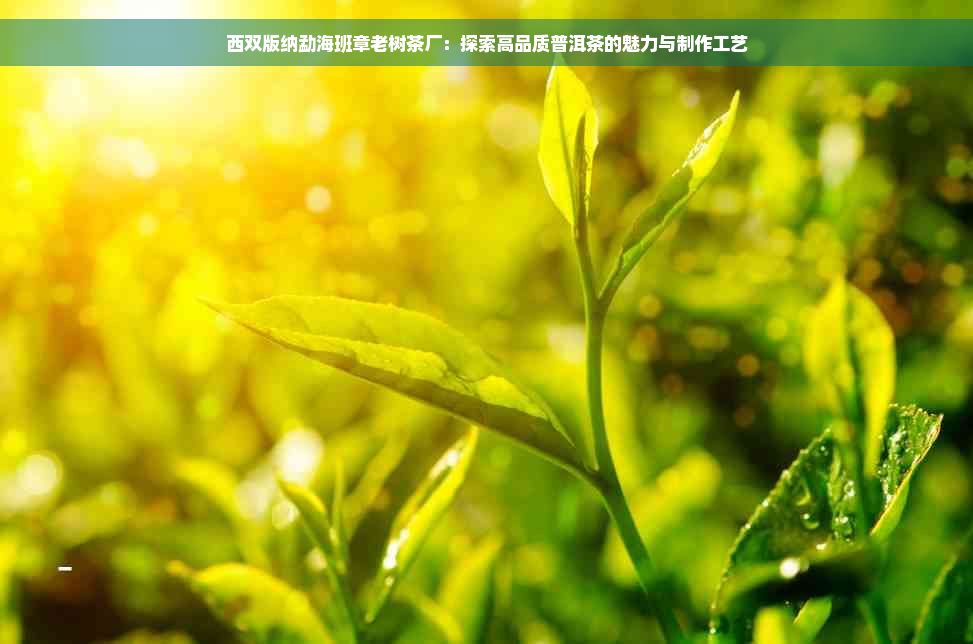 西双版纳勐海班章老树茶厂：探索高品质普洱茶的魅力与制作工艺