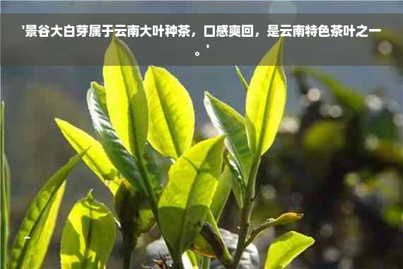 '景谷大白芽属于云南大叶种茶，口感爽回，是云南特色茶叶之一。'