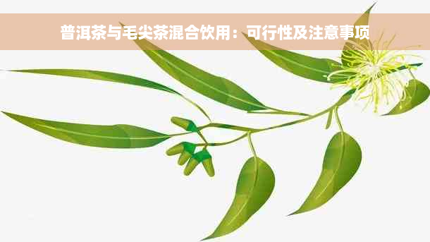 普洱茶与毛尖茶混合饮用：可行性及注意事项