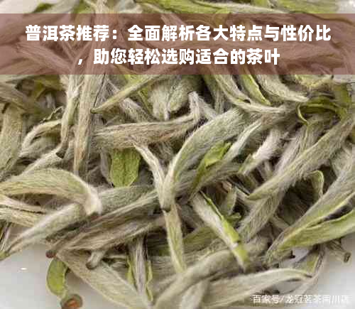 普洱茶推荐：全面解析各大特点与性价比，助您轻松选购适合的茶叶